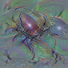 n02172182 dung beetle